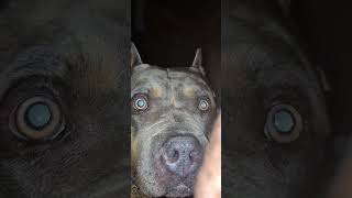 knucklehead's 🥰looking like he's a purebred handsome boy 🤩saying hay ya'll 😘