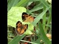 Pearl Crescent (Phyciodes tharos)