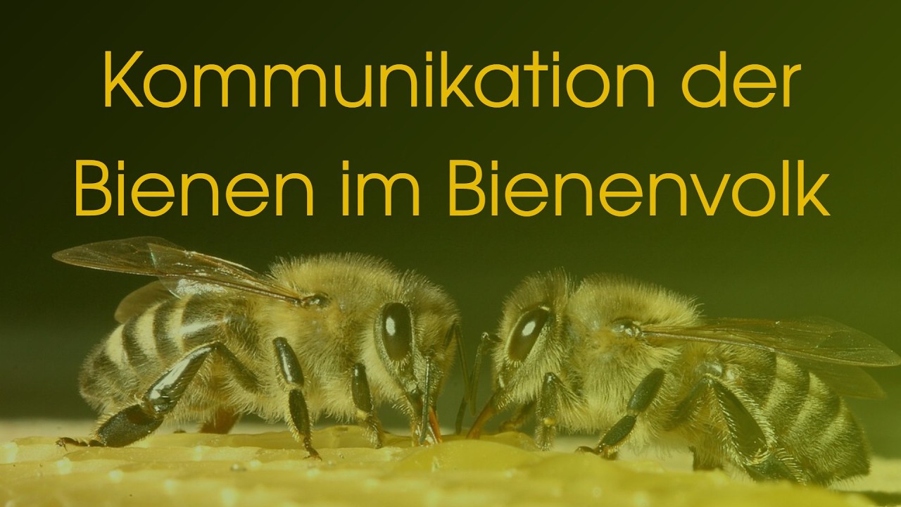 Schwänzeltanz und Co - Wie Bienen im Dunkeln miteinander kommunizieren