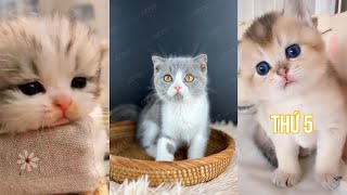 Những cách chăm sóc mèo cơ bản | Pet Island #cat #meow #thucung #yeumeo #top #tiktok #chamsocmeo by Pet Island 136 views 1 year ago 3 minutes, 44 seconds