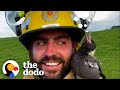 Firefighter raises a baby magpie and then 17 ducks show up at his door  the dodo heroes