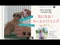 バリカン 犬用 犬 猫 ペット コードレス トリミング 日本語説明書付 静音 充電式 低騒音 ペット用品 　ペット用バリカン24枚刃 トリミング やり方
