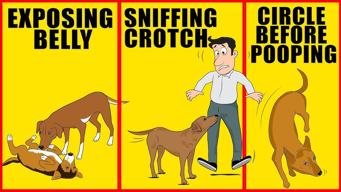 search image 2 6 Strange Things Dogs Do and What They Really Mean – Explained 2