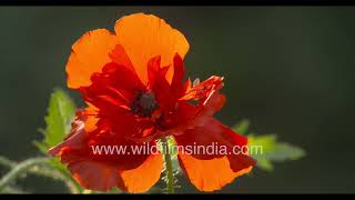 Poppies, Pansies, And Firewheels Bloom In Late Spring In A Delhi Garden