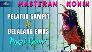 MASTERAN KONIN FULL ISIAN TEMBAKAN MEWAH - KONIN ISIAN PELATUK SAMPIT \u0026 BELALANG EMAS SUPER GACOR