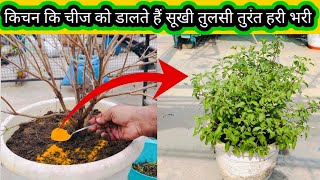 किचन में रखी इस फ्री कि चीज से सूखी तुलसी तुरंत हरी भरी हो गई How to save dry Tulsi by Green gold garden 8,631 views 1 month ago 13 minutes, 43 seconds