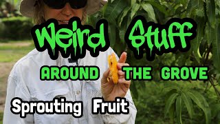Weird Stuff Around the Grove ~ Sprouting Fruit