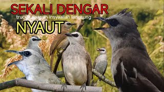 trucukan gacor TARUNG ROPEL PANJANG pancingan trucukan agar bunyi jadikan burung trucuk gacor EMOSI