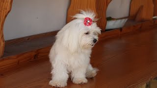 Are there any Maltese dog rescue organizations?