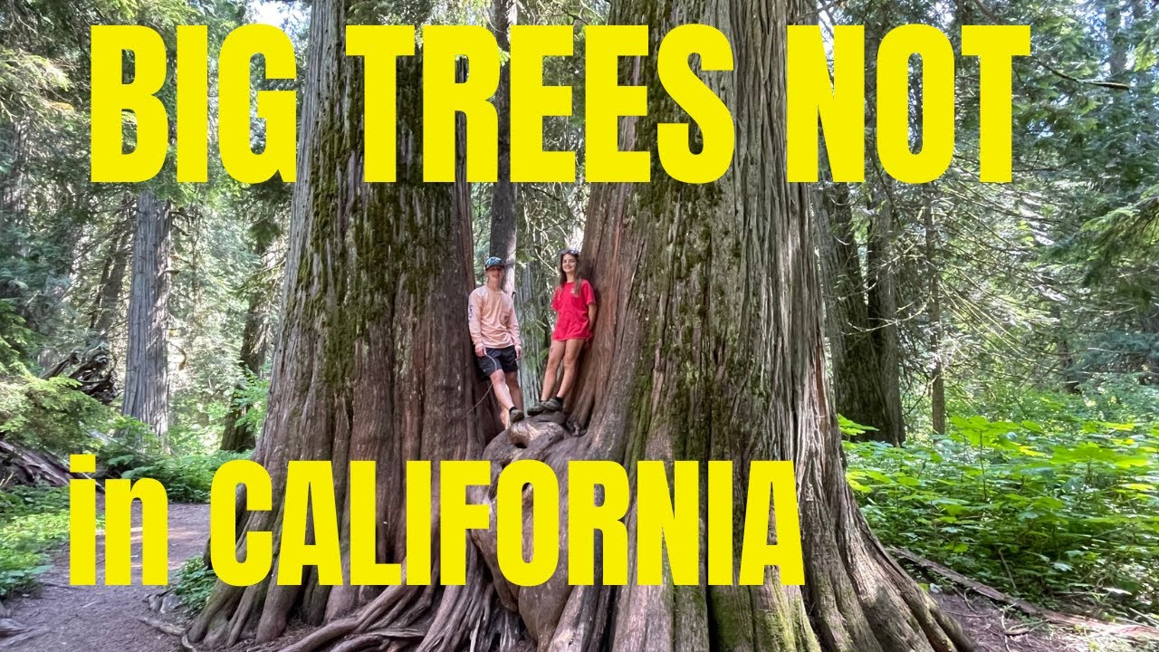 Ross Creek Cedars |  Libby, Montana