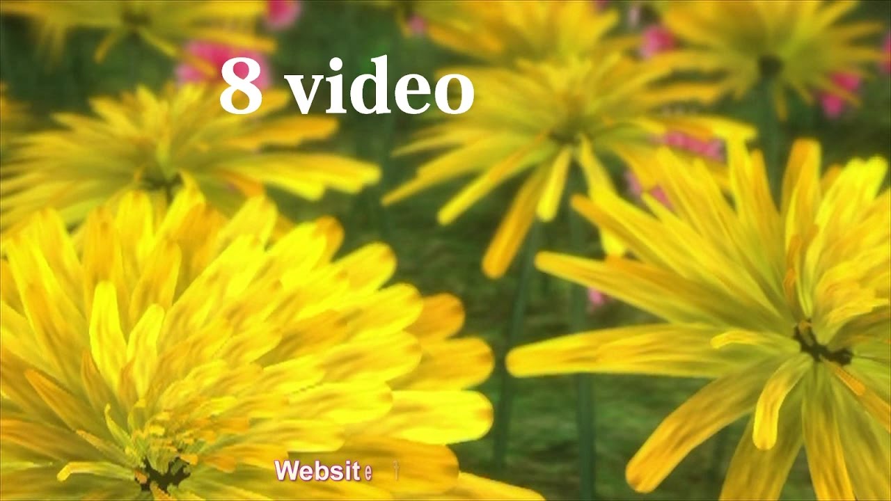 Free Yellow Flower Video Background HD