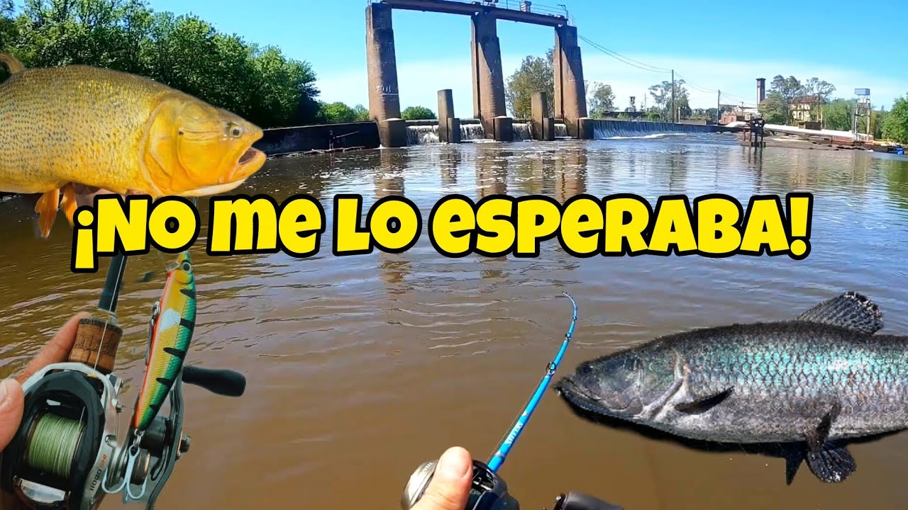 PESCA en URUGUAY DE DORADOS y TARARIRAS TORNASOLES en LA REPRESA DE OSE