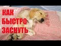 КАК БЫСТРО ЗАСНУТЬ. Ответ Тамиру Шейху. Идеальный сон.