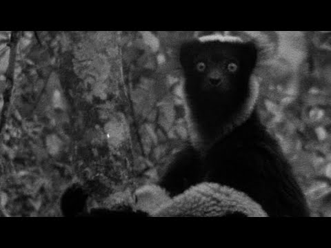 The Dog Headed Men? Indri Lemur | Zoo Quest to Madagascar | BBC Earth