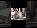 気合入れて昼寝はじめるウサギが可愛すぎる・・・　#うさぎ #かわいい #癒し #昼寝