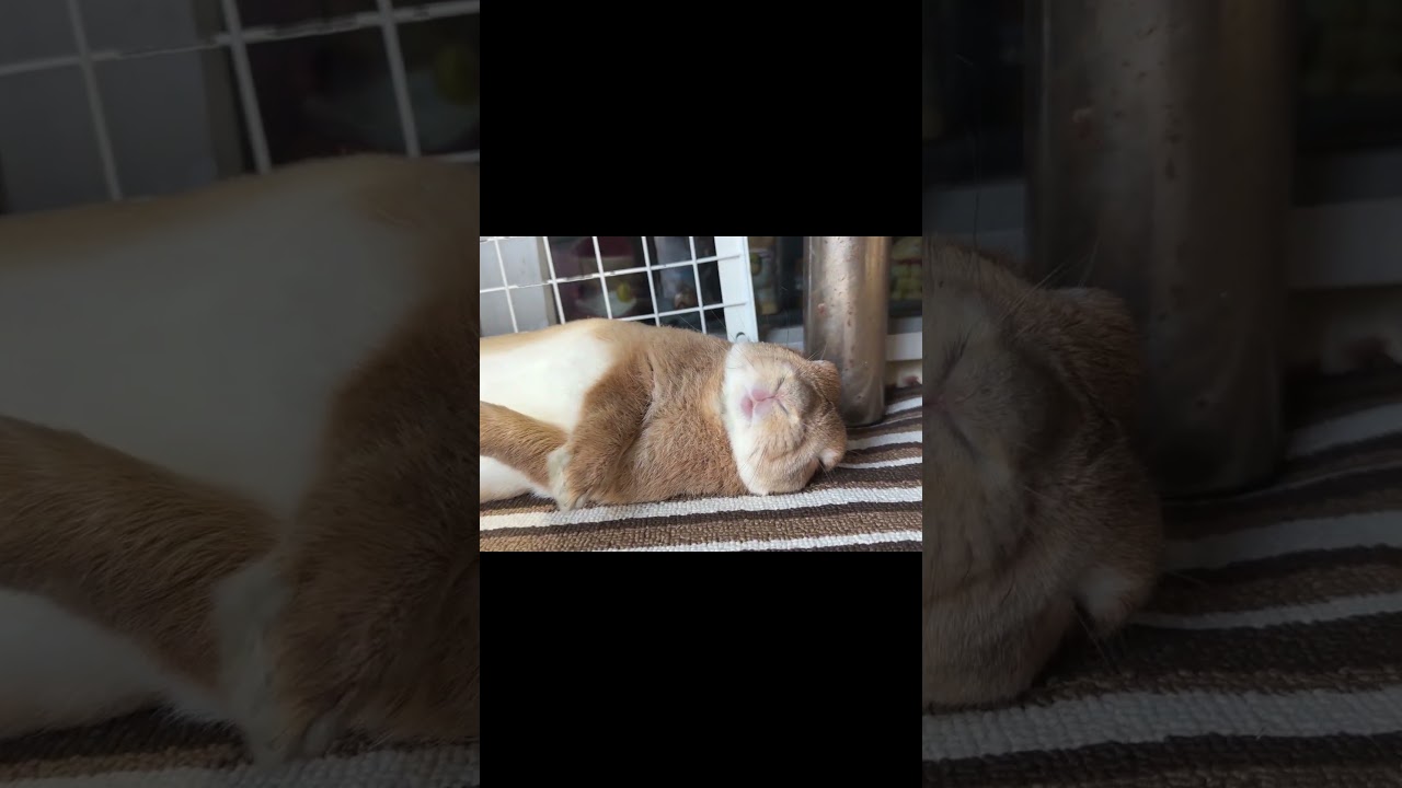 気合入れて昼寝はじめるウサギが可愛すぎる・・・　#うさぎ #かわいい #癒し #昼寝