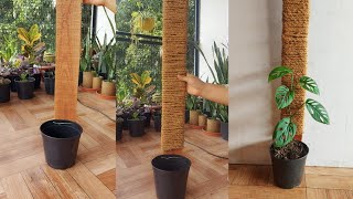 40 Days of Growth: Watch My Monstera Epipremnoides Thrive in Its New Planter with support stick