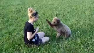 Obedience with Ernest Lagotto Romagnolo HD Quality!