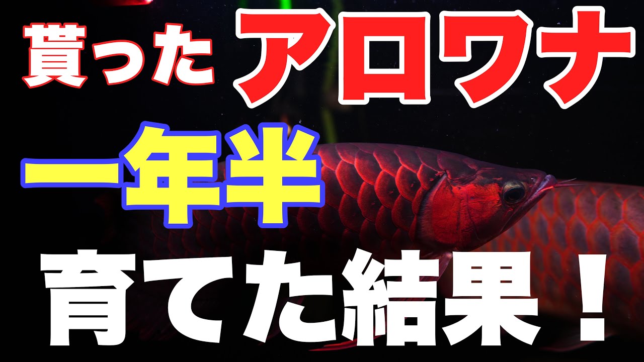 メタルレッドF3 オスフロ