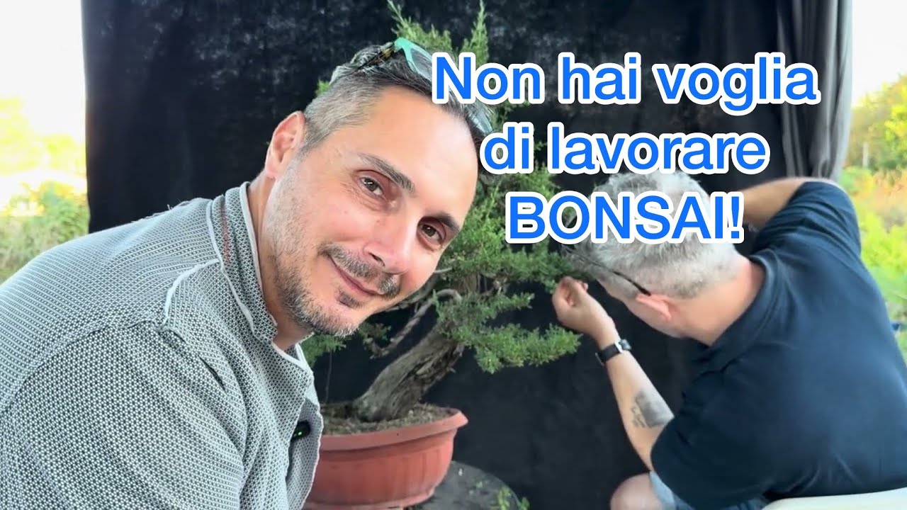 Capitano giornate che non vuoi lavorare i tuoi bonsai.