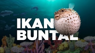 Ikan Paling Beracun #AlamSemenit