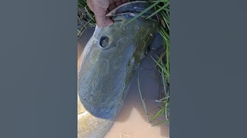 Con cá khổng lồ người nông dân bắt được #cacconvat #docla #fishing