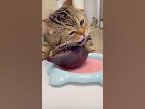 Кот ест свеклу,я такое впервые вижу😂😂😂,умора😂😂😂 - YouTube