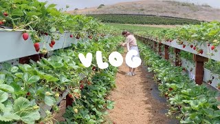 between spring and summer ️ | vlog | farm day + strawberry picking, lots of snacks, june bujo