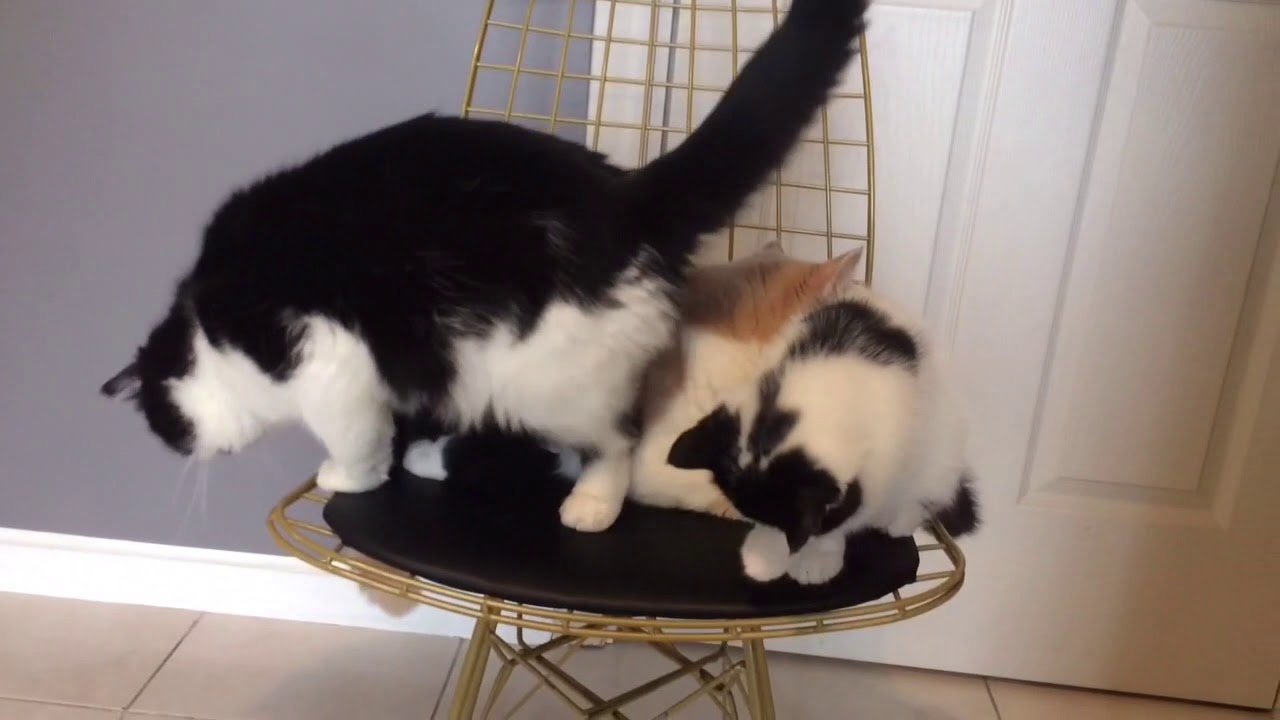 Cat family kedi ailesi YouTube
