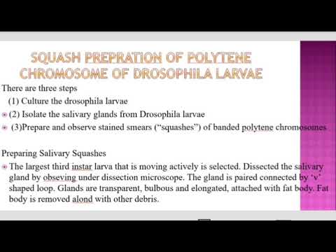 polytene chromosome