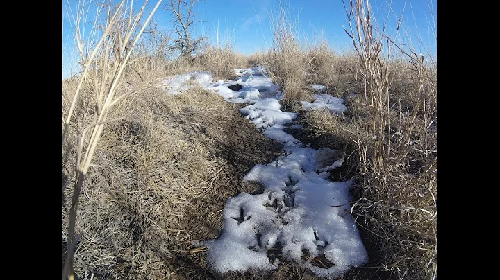 Kristen's Covey | Oklahoma Quail Hunting