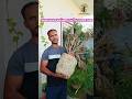 15 Year Old Cactus Moved 1000 KM 😱 | UP से Ashok Vatika 🌿 | 15 साल पुराना Cactus! #shortsfeed