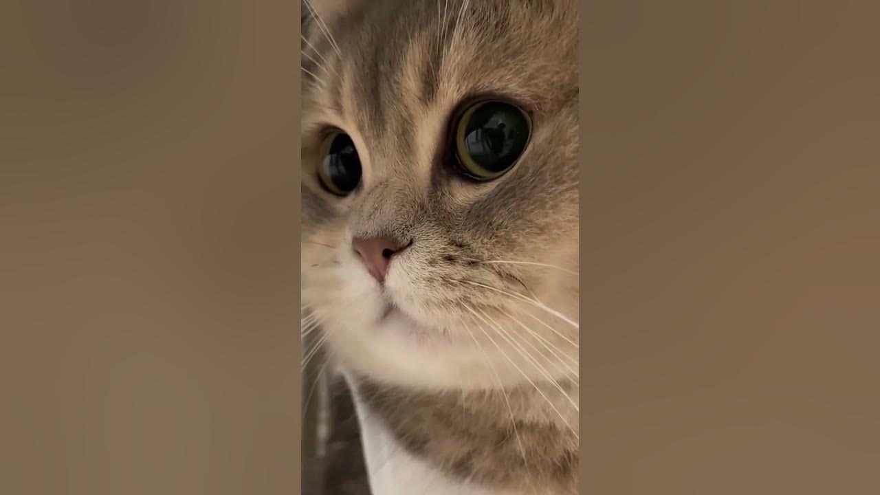 can-this-cat-catch-mice-youtube
