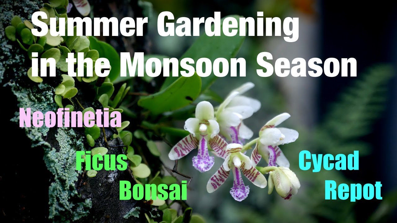 Summer Gardening in the Monsoon Season, more repotting orchids and summer flowers