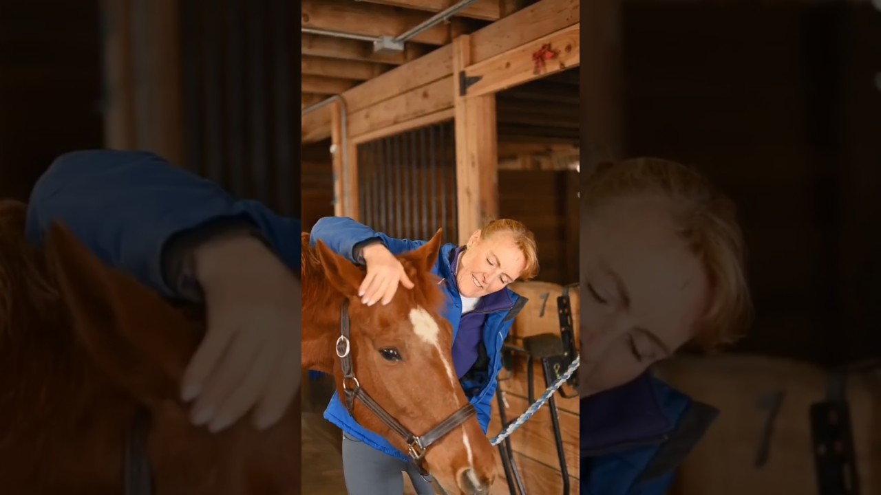 Почему после тренировки лошадиные ноги обливают ледяной водой. 