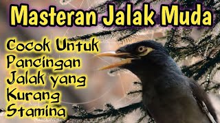 Masteran Top Jalak Gacor 2026. Wajib Putar Suara Jalak Ini Agar Jalak Mu Gacor Setiap Hari 