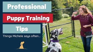 New Puppy Training  9 Advice Hacks Professional Trainers Wish You Knew