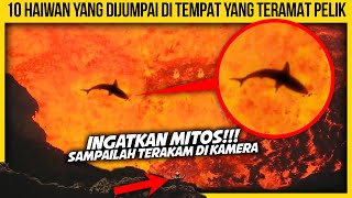 10 HAIWAN YANG DIJUMPAI DI TEMPAT YANG TERAMAT PELIK