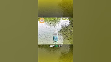 YUCCA LIQUID SUPER - Xử Lý Khí Độc, Cứu Tôm Cá Nổi Đầu Hiệu Quả #thuysandopa #dopa #dongdopa