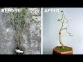 Create flying shapes for small bonsai from bushy trees