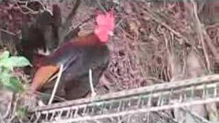 Key West Rooster