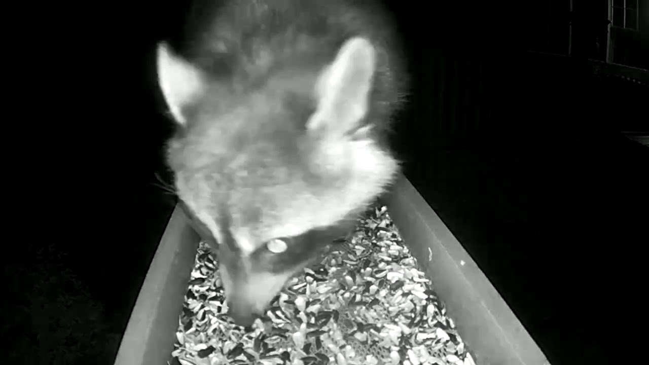 Raccoon Scavenging - YouTube