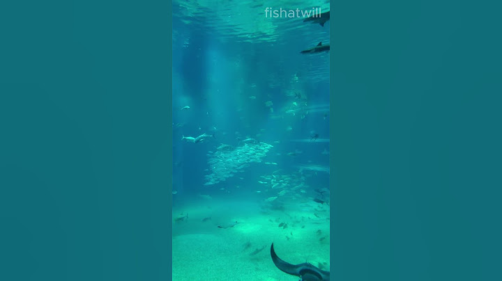 Osaka Aquarium Kaiyukan