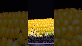 CORN Timelapse #timelapse