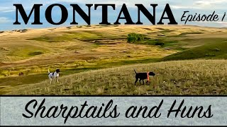 Montana '23 pt-1, Sharptails and HUNS Everywhere!