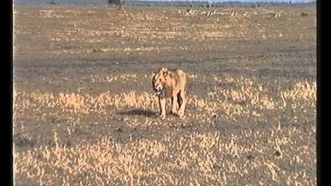 Løver i Kenya