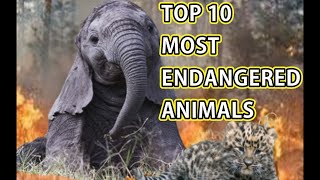 Top 10 Most Endangered Animals by Aiamazing Top 10 293 views 1 year ago 8 minutes, 11 seconds