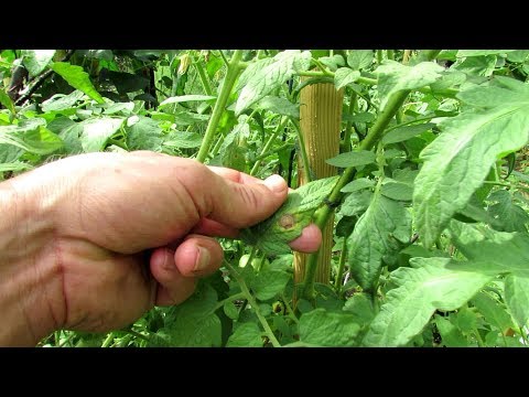 Hydrogen Peroxide & Baking Soda Home Remedies for Garden Tomato Plant Diseases: Mix, Routine, Theory