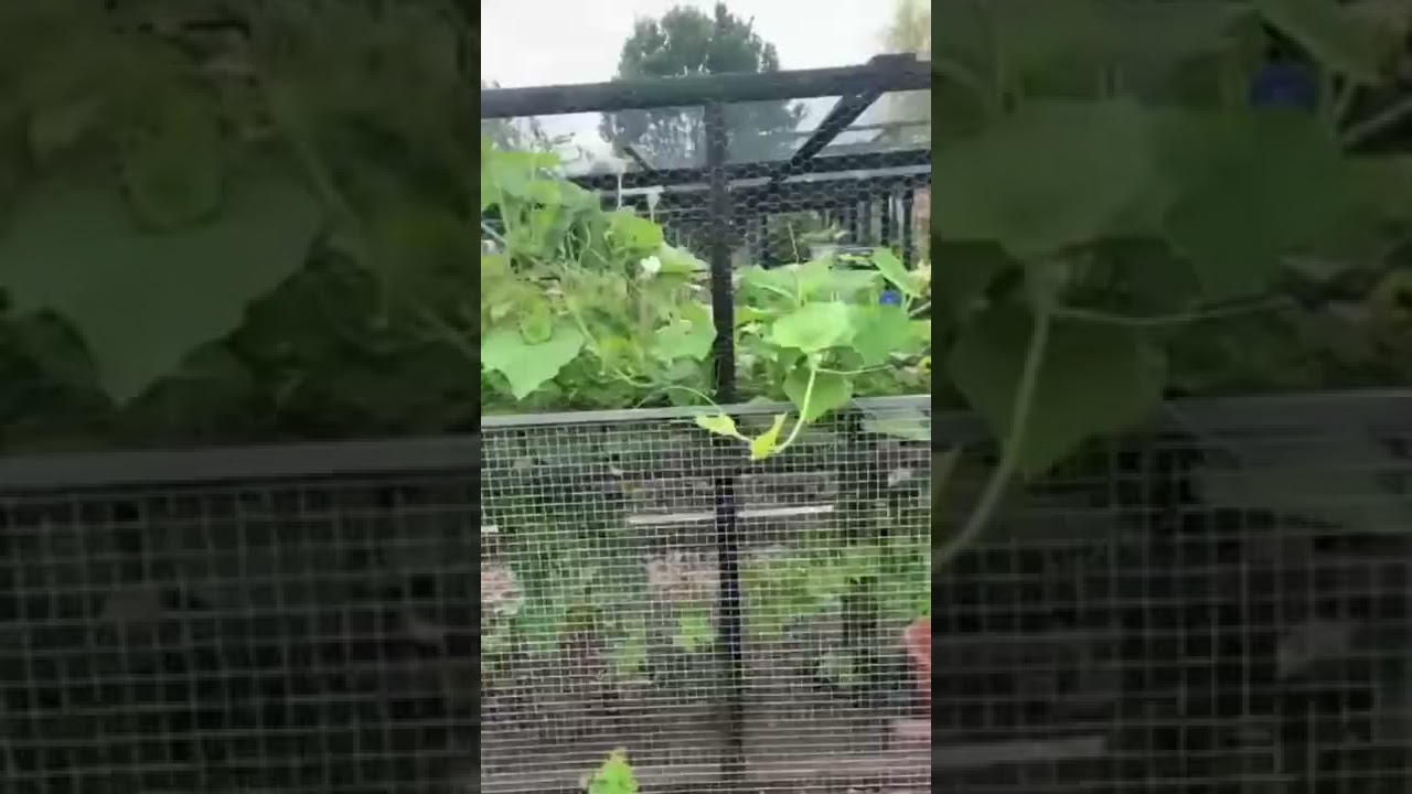 Welcome to my beautiful, organic allotment 🪴