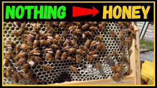 How long does it take for bees to make HONEY?